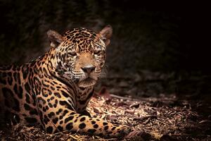 DIMEX | Vliesová fototapeta Ležící leopard MS-5-0538 | 375 x 250 cm| béžová, černá, hnědá