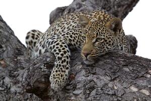 DIMEX | Vliesová fototapeta Leopard na stromě MS-5-0537 | 375 x 250 cm| béžová, černá, hnědá
