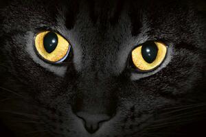 DIMEX | Vliesová fototapeta Žluté kočičí oči MS-5-0556 | 375 x 250 cm| černá, žlutá