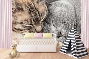 DIMEX | Vliesová fototapeta Dvě spící kočky MS-5-0555 | 375 x 250 cm| béžová, hnědá, šedá