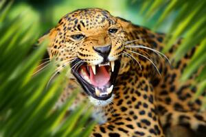 DIMEX | Vliesová fototapeta Leopard v džungli MS-5-0550 | 375 x 250 cm| zelená, béžová, černá, žlutá