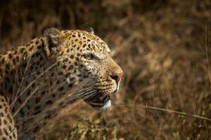 DIMEX | Vliesová fototapeta Leopard na lovu MS-5-0560 | 375 x 250 cm| béžová, černá, hnědá