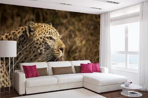 DIMEX | Vliesová fototapeta Leopard na lovu MS-5-0560 | 375 x 250 cm| béžová, černá, hnědá