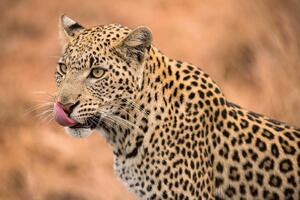DIMEX | Vliesová fototapeta Samice leoparda MS-5-0561 | 375 x 250 cm| béžová, černá, oranžová, hnědá
