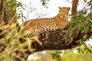 DIMEX | Vliesová fototapeta Africký leopard MS-5-0571 | 375 x 250 cm| zelená, černá, hnědá
