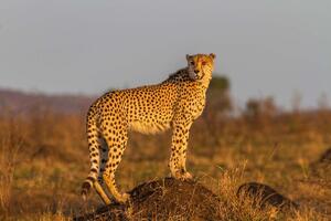 DIMEX | Vliesová fototapeta Stojící gepard MS-5-0573 | 375 x 250 cm| béžová, oranžová, hnědá