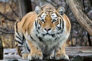 DIMEX | Vliesová fototapeta Tygr na lovu MS-5-0579 | 375 x 250 cm| béžová, oranžová, hnědá, šedá