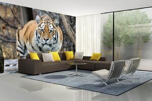 DIMEX | Vliesová fototapeta Tygr na lovu MS-5-0579 | 375 x 250 cm| béžová, oranžová, hnědá, šedá