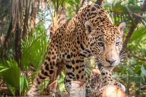 DIMEX | Vliesová fototapeta Jaguár v džungli MS-5-0581 | 375 x 250 cm| zelená, béžová, černá, hnědá