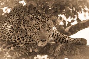 DIMEX | Vliesová fototapeta Sépiový portrét leoparda MS-5-0594 | 375 x 250 cm| béžová, černá, hnědá