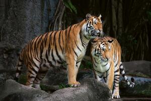 DIMEX | Vliesová fototapeta Tygr indický MS-5-0589 | 375 x 250 cm| bílá, oranžová, hnědá, šedá
