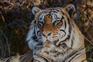 DIMEX | Vliesová fototapeta Majestátní tygr MS-5-0597 | 375 x 250 cm| béžová, oranžová, hnědá