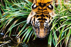 DIMEX | Vliesová fototapeta Tygr u řeky MS-5-0598 | 375 x 250 cm| zelená, bílá, černá, oranžová
