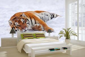 DIMEX | Vliesová fototapeta Tygr ve sněhu MS-5-0595 | 375 x 250 cm| bílá, černá, oranžová