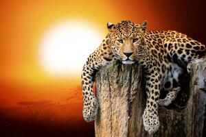 DIMEX | Vliesová fototapeta Leopard se západem slunce MS-5-0599 | 375 x 250 cm| červená, béžová, oranžová