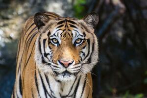 DIMEX | Vliesová fototapeta Velký bengálský tygr MS-5-0607 | 375 x 250 cm| bílá, černá, oranžová, hnědá