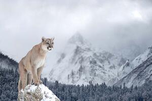 DIMEX | Vliesová fototapeta Puma v horách MS-5-0621 | 375 x 250 cm| modrá, bílá, béžová, šedá