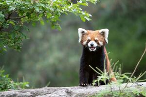 DIMEX | Vliesová fototapeta Smějící se panda červená MS-5-0624 | 375 x 250 cm| zelená, bílá, hnědá