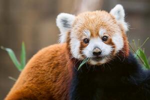DIMEX | Vliesová fototapeta Roztomilá panda červená MS-5-0625 | 375 x 250 cm| zelená, bílá, hnědá