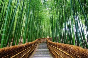 DIMEX | Vliesová fototapeta Cesta bambusovým lesem MS-5-0638 | 375 x 250 cm| zelená, žlutá, šedá