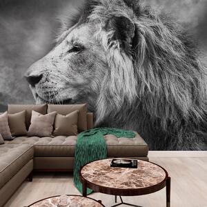 Tapeta africký lev v černobílém provedení