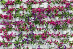 DIMEX | Vliesová fototapeta Květiny v květináči MS-5-0772 | 375 x 250 cm| bílá, fialová, růžová