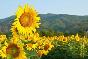 DIMEX | Vliesová fototapeta Kvetoucí slunečnice MS-5-1292 | 375 x 250 cm| zelená, žlutá