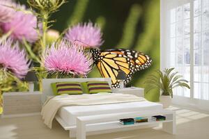 DIMEX | Vliesová fototapeta Motýl Monarcha stěhovavý MS-5-1303 | 375 x 250 cm| zelená, oranžová, růžová