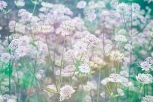 DIMEX | Vliesová fototapeta Louka květin MS-5-1323 | 375 x 250 cm| zelená, bílá, růžová
