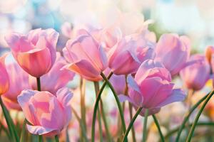 DIMEX | Vliesová fototapeta Růžové tulipány MS-5-1319 | 375 x 250 cm| zelená, bílá, růžová