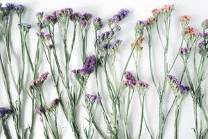 DIMEX | Vliesová fototapeta Sušené květy MS-5-1325 | 375 x 250 cm| zelená, bílá, fialová, růžová