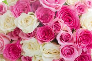 DIMEX | Vliesová fototapeta Růžové a bílé růže MS-5-1335 | 375 x 250 cm| béžová, růžová