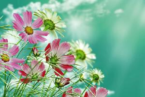 DIMEX | Vliesová fototapeta Letní květy II. MS-5-1343 | 375 x 250 cm| zelená, bílá, růžová