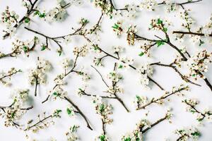 DIMEX | Vliesová fototapeta Kvetoucí větve MS-5-1351 | 375 x 250 cm| zelená, bílá, hnědá