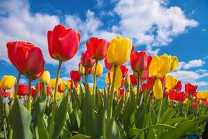 DIMEX | Vliesová fototapeta Jarní pole tulipánů MS-5-1379 | 375 x 250 cm| zelená, modrá, červená, žlutá