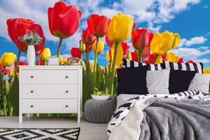 DIMEX | Vliesová fototapeta Jarní pole tulipánů MS-5-1379 | 375 x 250 cm| zelená, modrá, červená, žlutá