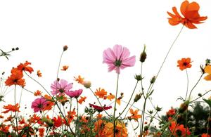 DIMEX | Vliesová fototapeta Barevné květy MS-5-1381 | 375 x 250 cm| bílá, oranžová, růžová