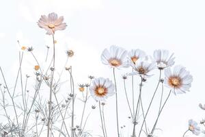 DIMEX | Vliesová fototapeta Jemné květy MS-5-1392 | 375 x 250 cm| bílá, krémová
