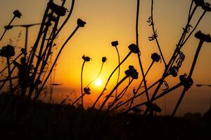 DIMEX | Vliesová fototapeta Suché pole květů MS-5-1395 | 375 x 250 cm| černá, žlutá, oranžová