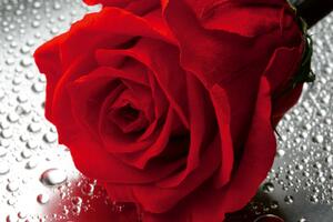 DIMEX | Vliesová fototapeta Detail rudé růže MS-5-1398 | 375 x 250 cm| červená, bílá