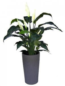 MF Umělá rostlina Spatiphyllum DeLuxe (80cm)