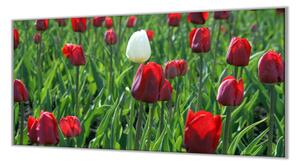 Ochranná deska červený a bílý tulipán - 52x60cm / S lepením na zeď