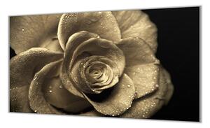 Ochranná deska květy růže s rosou - 50x70cm / S lepením na zeď