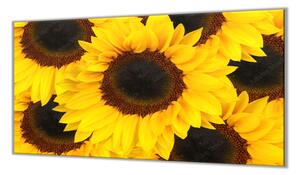 Ochranná deska květy slunečnice - 52x60cm / S lepením na zeď