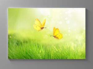 Liox Obraz žlutí motýli Rozměr: 60 x 40 cm