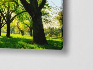 Liox Obraz zelená alej Rozměr: 100 x 40 cm