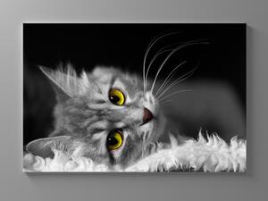 Liox Černobílý obraz kočka Rozměr: 60 x 40 cm