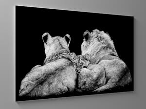 Liox Černobílý obraz lví rodina Rozměr: 40 x 25 cm
