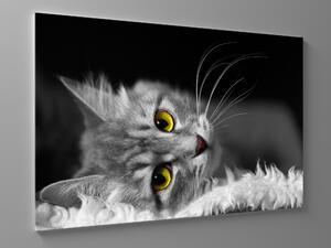 Liox Černobílý obraz kočka Rozměr: 60 x 40 cm
