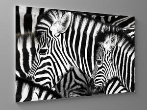 Liox Černobílý obraz zebry Rozměr: 40 x 25 cm